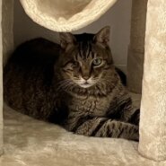 【譲渡決定】ちぃ：貫禄たっぷり！真生の兄貴的存在