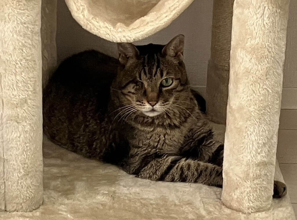 【譲渡決定】ちぃ：貫禄たっぷり！真生の兄貴的存在