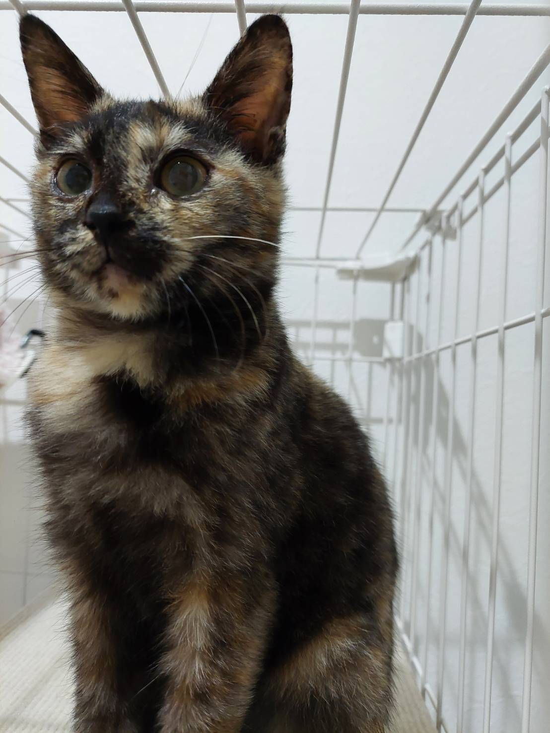 緊急！幸運の魔除け　サビ猫ちゃん生後5か月前後？　（飼い主不在を確認済み）