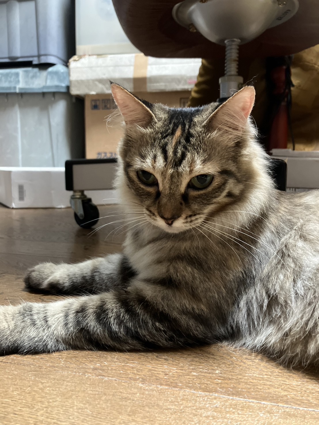 おっとり優しく、超甘えん坊の女の子の長毛ふう子ちゃん