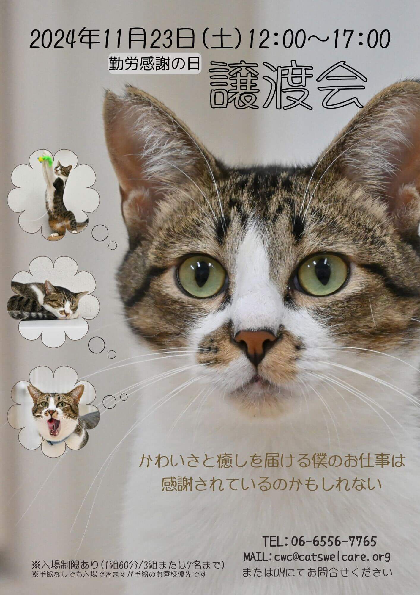 キャッツウェルケア ふれあえる譲渡会 in 大阪市