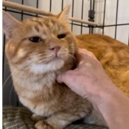 2歳半くらい超甘えん坊丸顔茶トラボーイ