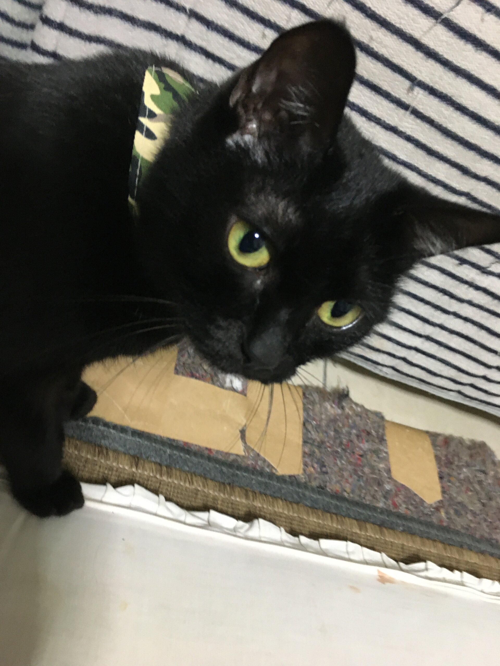 【譲渡決定】アマギ：内気だけどカガと一緒なら安心！