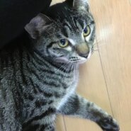 【譲渡決定】あんこ：人が大好き！名前呼ぶと返事して飛んでくる♪