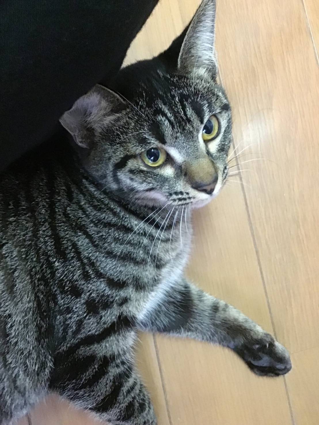 【譲渡決定】あんこ：人が大好き！名前呼ぶと返事して飛んでくる♪