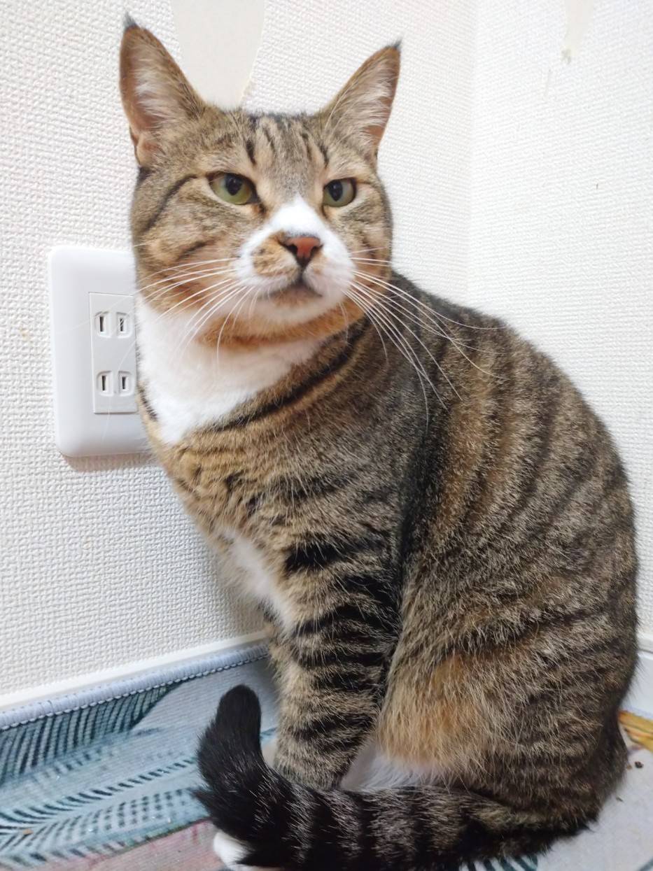 ★大阪府堺市猫の里親会★チャル君 4歳〜の男の子