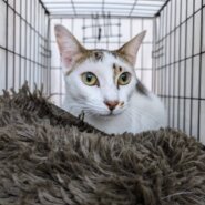 ⭐️2月1日参加猫⭐️ルーくん⭐️2歳の元気いっぱい男の子