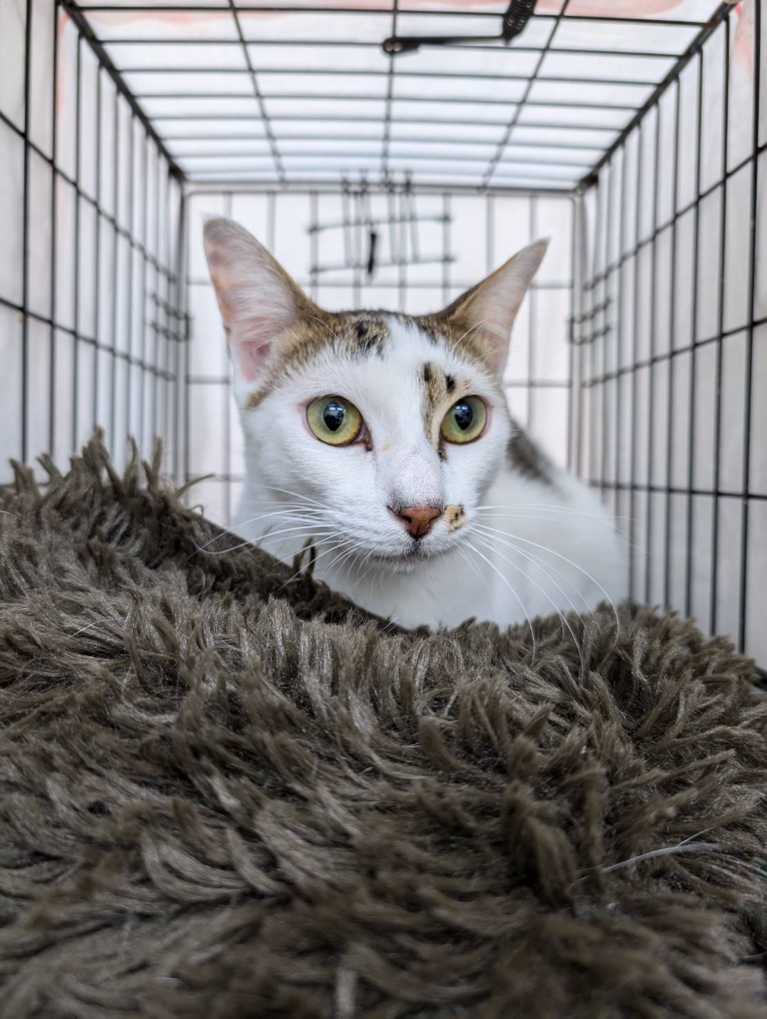 ⭐️2月1日参加猫⭐️ルーくん⭐️2歳の元気いっぱい男の子