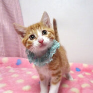 なれなれ♪綺麗な茶白★ナッツくん ２ヵ月