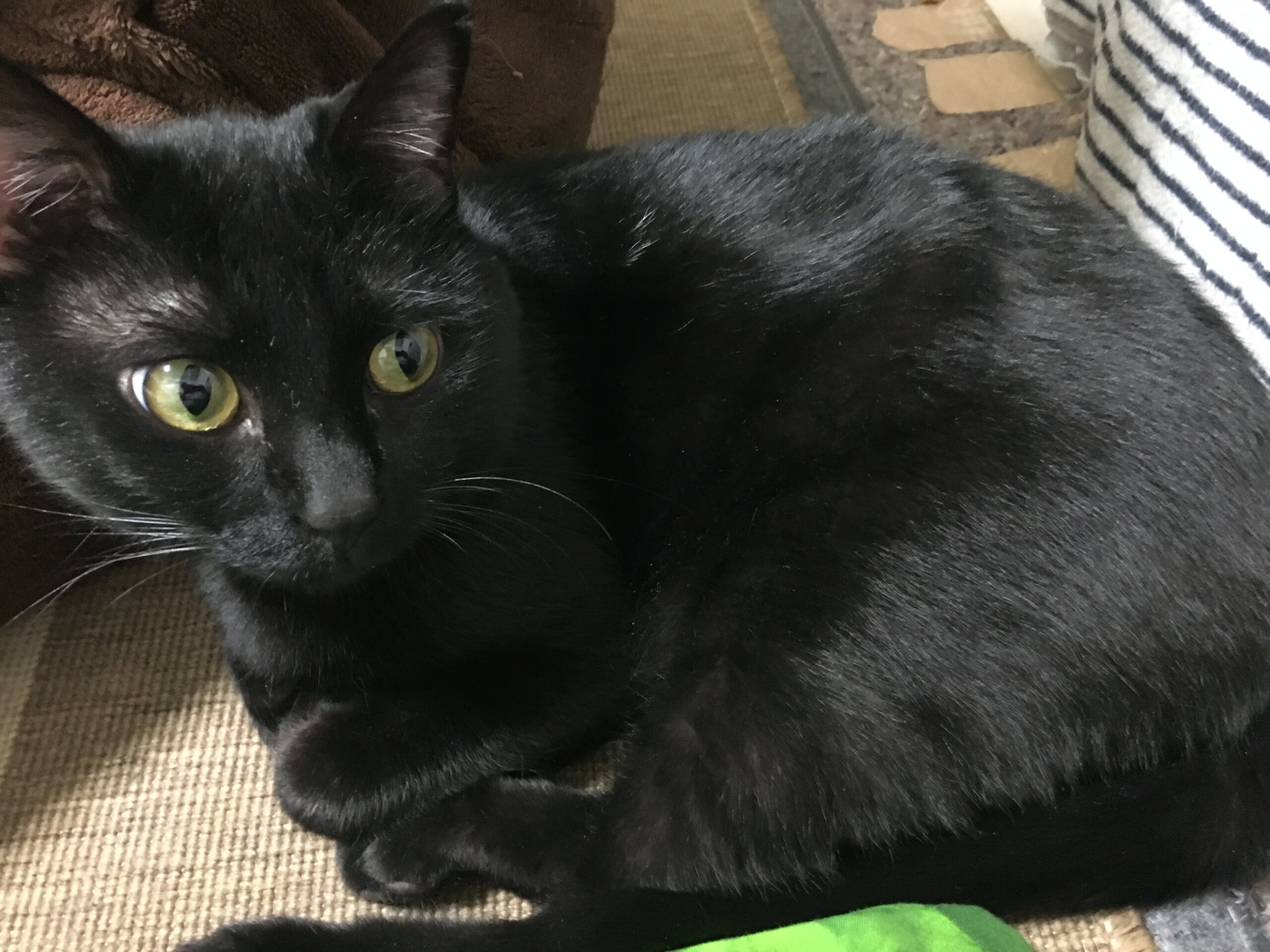 【譲渡決定】カガ：人懐こい！アマギと仲良し！