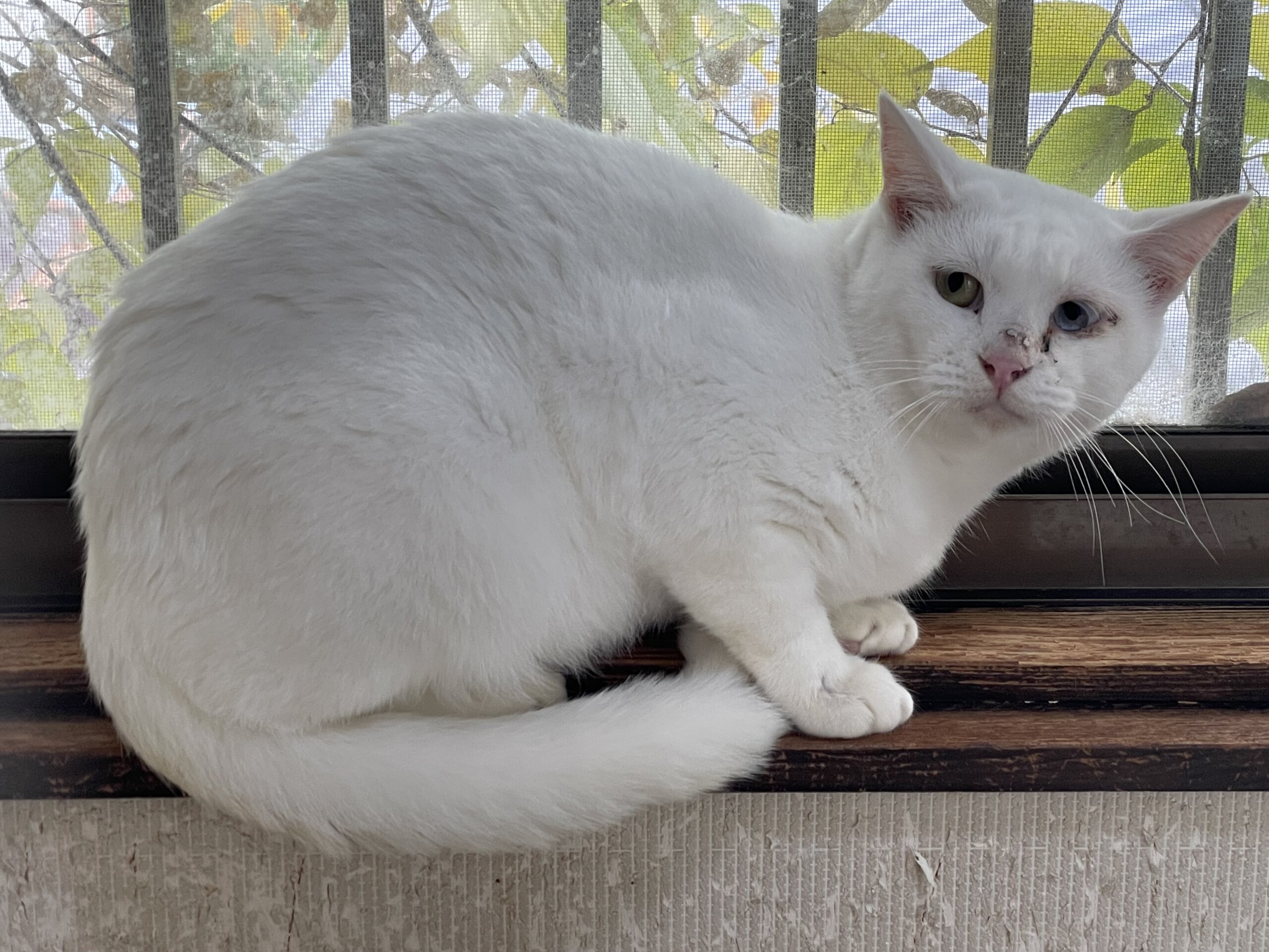 総勢45頭の保護猫譲渡会❣️