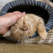 とても人懐っこい男の子！