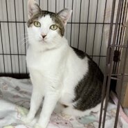 シエル：たっぷりボディと繊細なハートのギャップ！