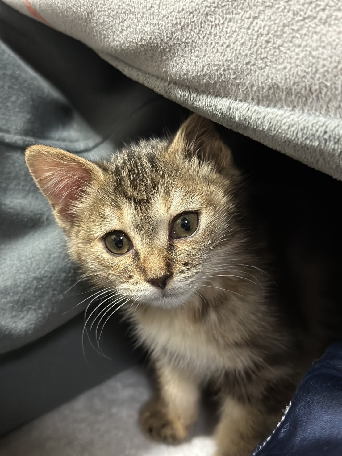 【譲渡決定】みぞれ：一匹で生き抜いてた子！