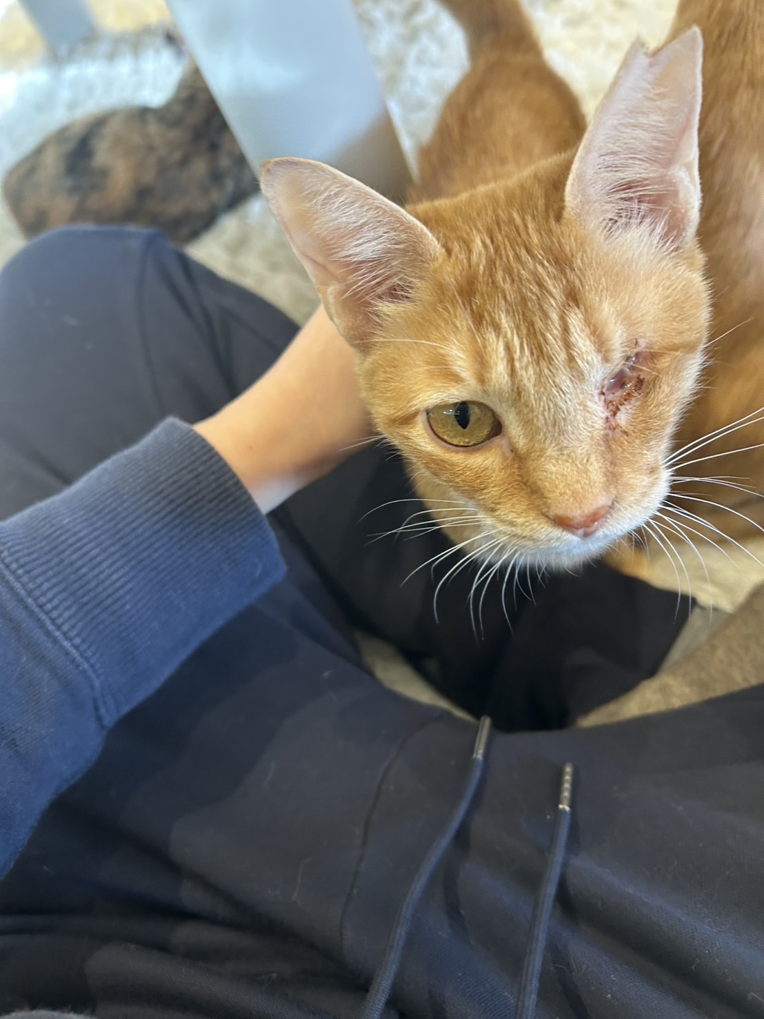 【トライアル決定】1歳片眼甘えんぼ茶トラガール