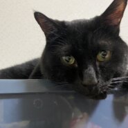 【譲渡決定】アカギ：マイペースな甘えん坊