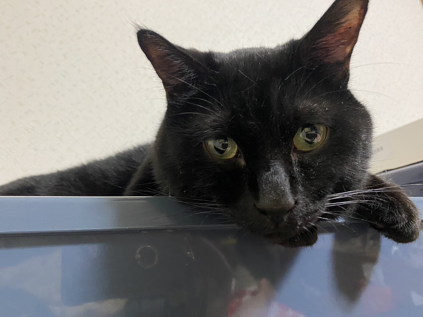 【譲渡決定】アカギ：マイペースな甘えん坊