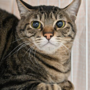 【譲渡決定】ノン：オヤツとおしゃべりが大好き！な女の子