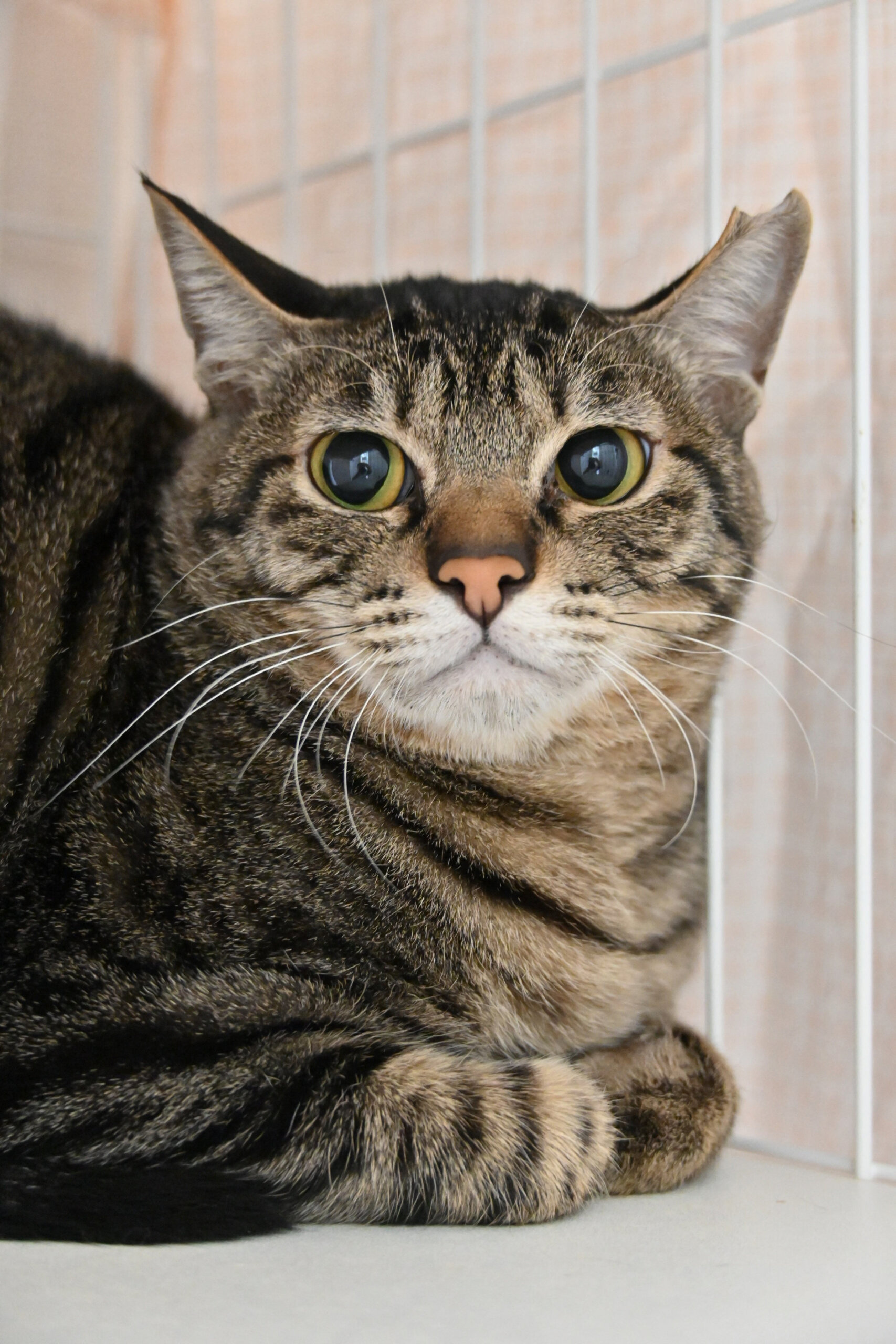 【譲渡決定】ノン：オヤツとおしゃべりが大好き！な女の子