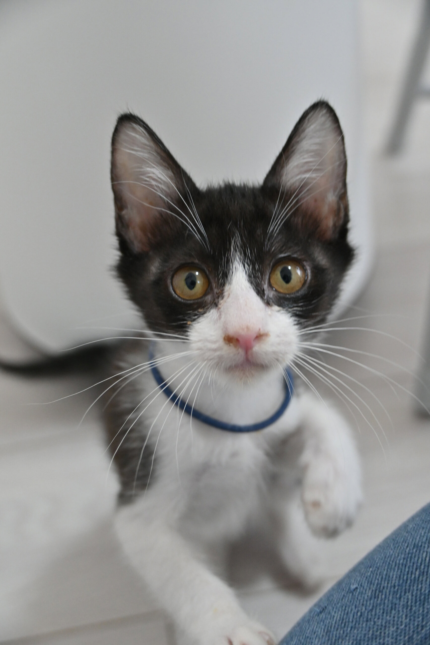 【譲渡決定】ガロ：多頭飼育崩壊からレスキューされた男の子