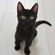 【譲渡決定】ナココ：多頭飼育崩壊のお家からやってきた、遊ぶのが大好きなやんちゃ娘！