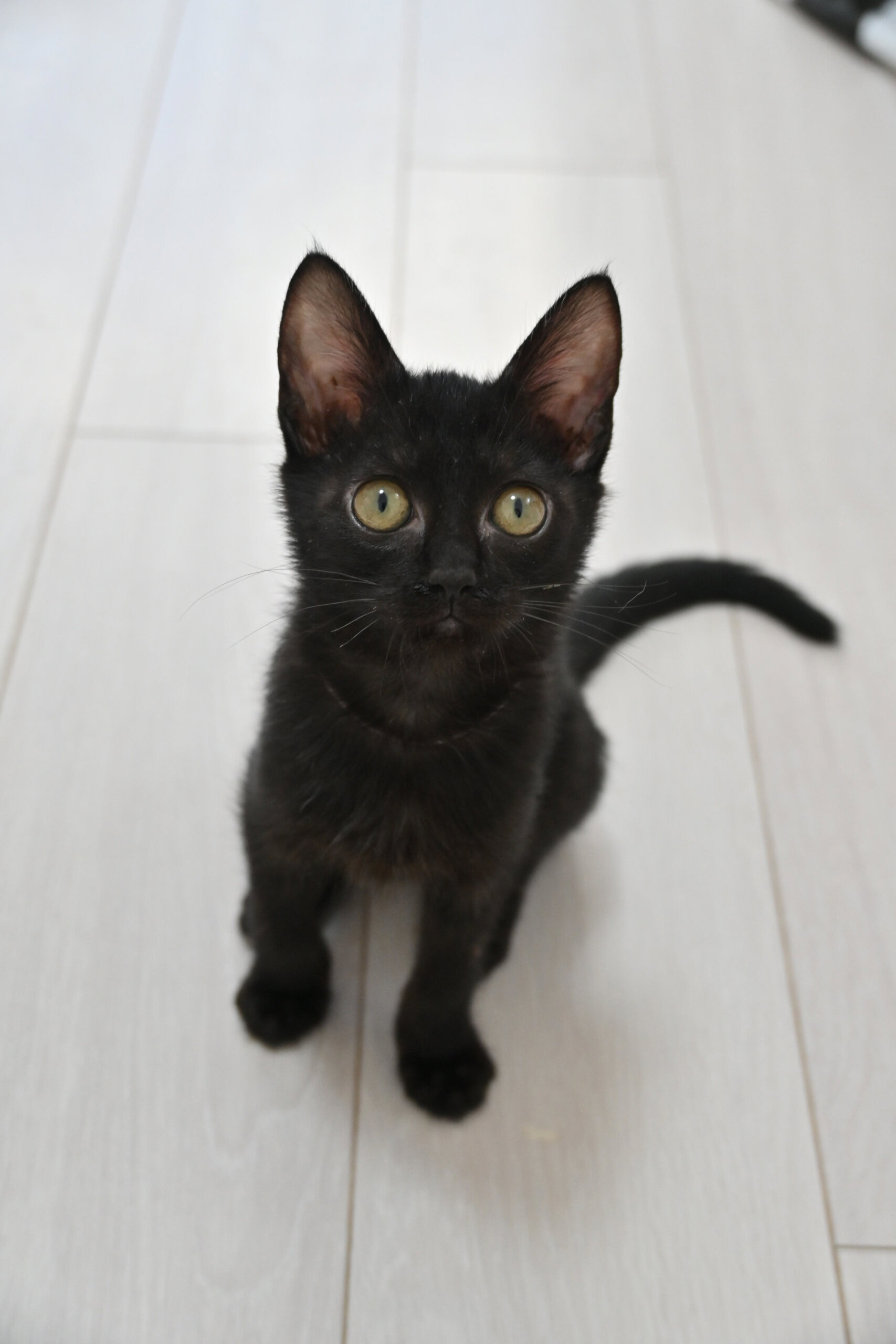 【譲渡決定】ナココ：多頭飼育崩壊のお家からやってきた、遊ぶのが大好きなやんちゃ娘！