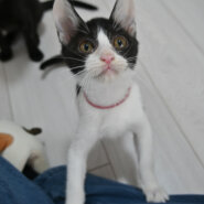 【譲渡決定】マニ：成猫からいじめられていたが、元気に甘える健気な女の子