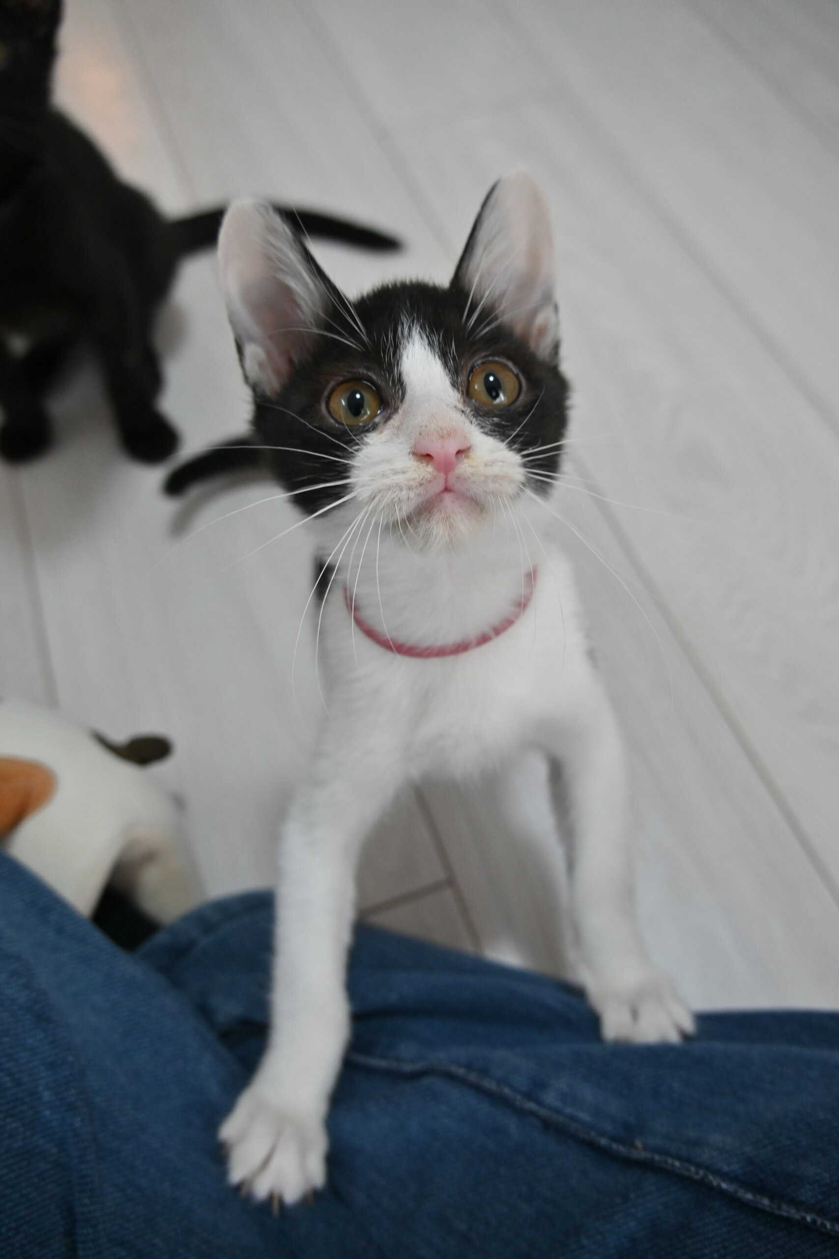 【譲渡決定】マニ：成猫からいじめられていたが、元気に甘える健気な女の子