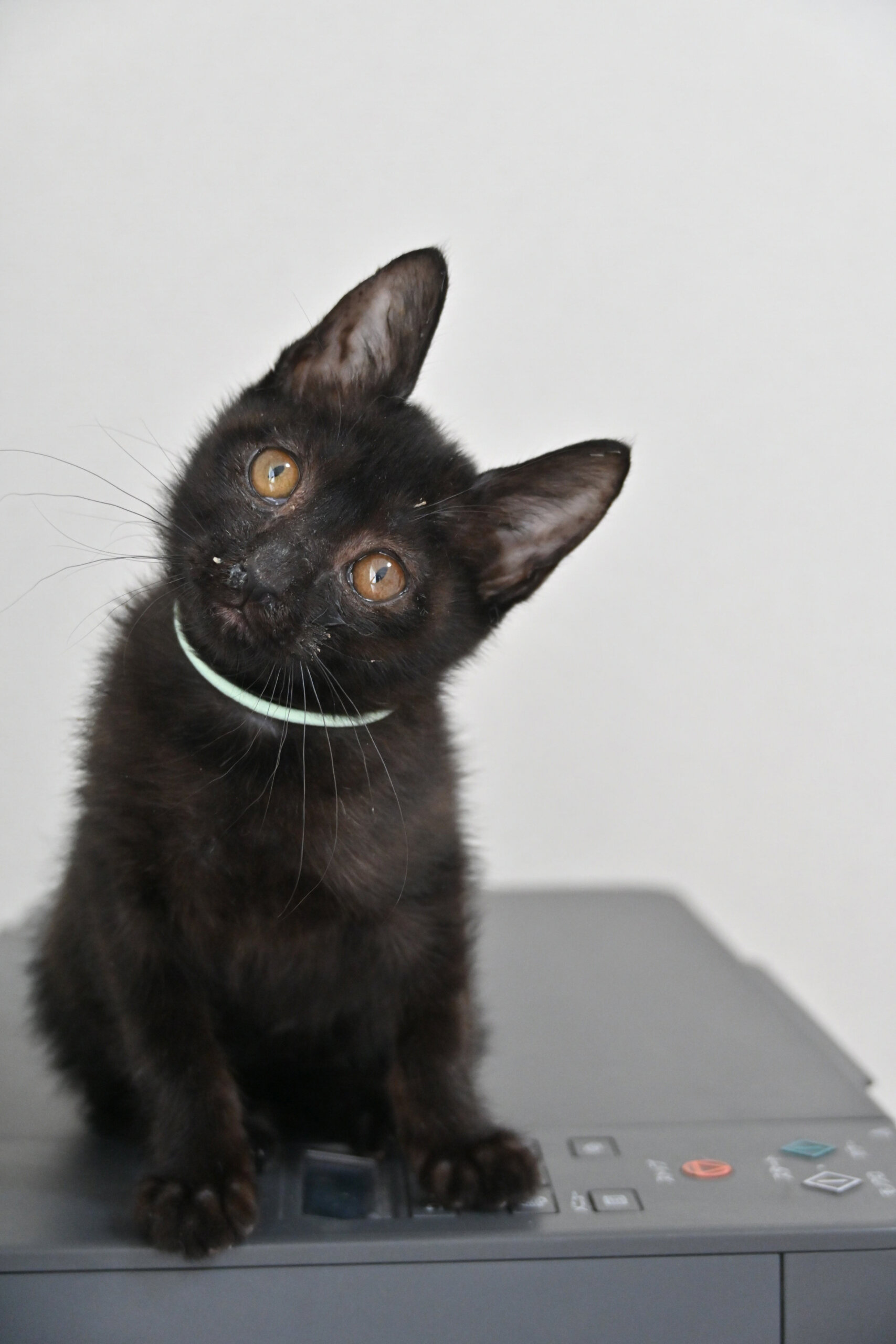 【譲渡決定】シナ：多頭飼育崩壊レスキューされた乙女