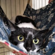 【譲渡決定】ゆりか：とにかく目で語る！可愛い女の子