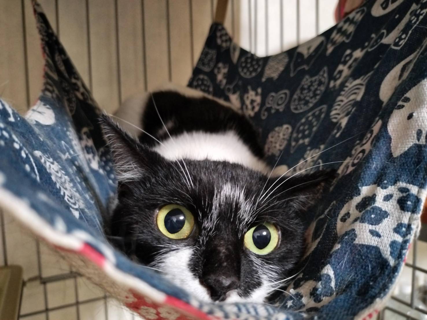 【譲渡決定】ゆりか：とにかく目で語る！可愛い女の子