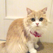 マンチカンMIX茶白女子★シャーロットちゃん1歳半