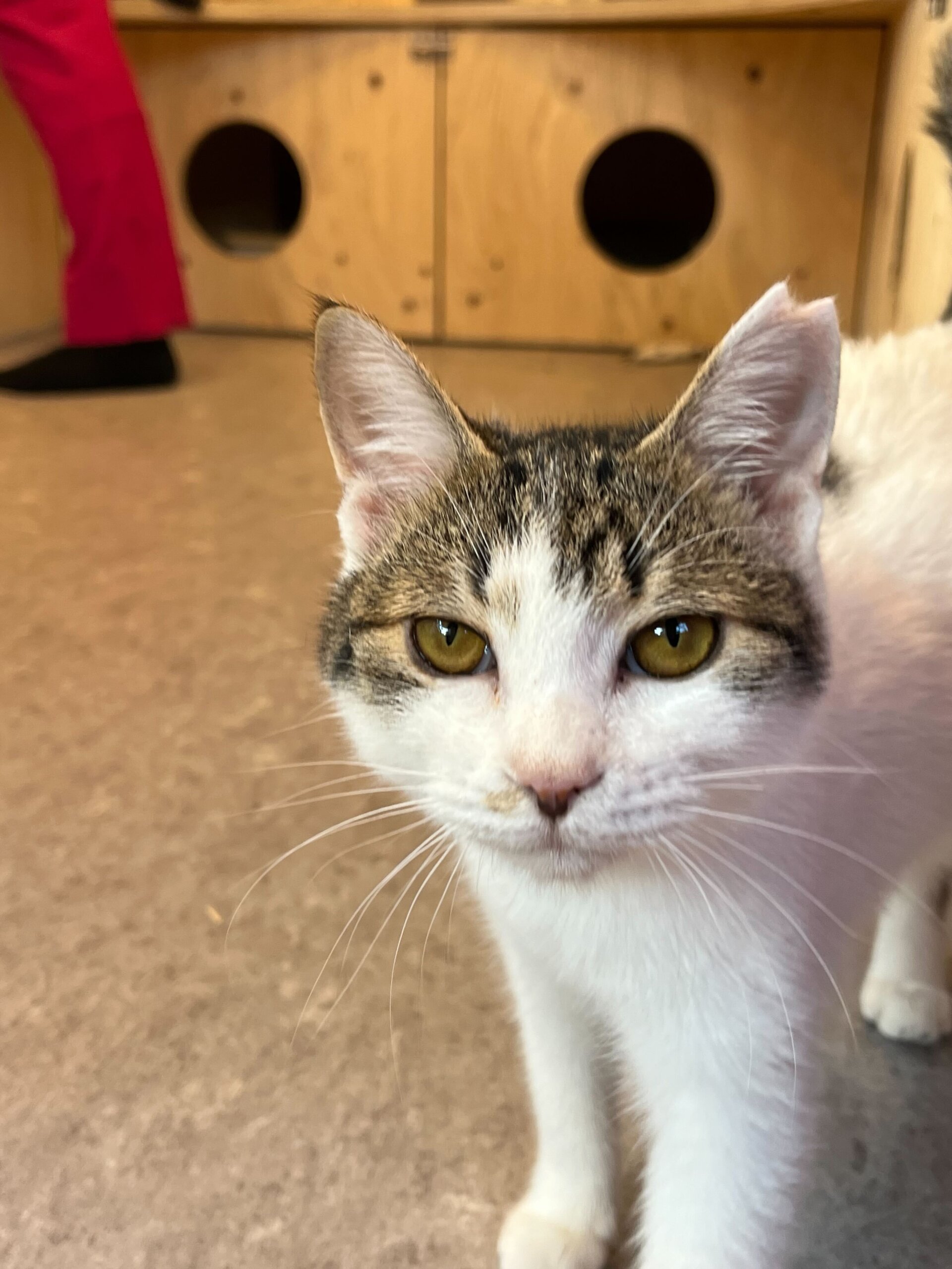 控えめだけど人懐っこい女の子！