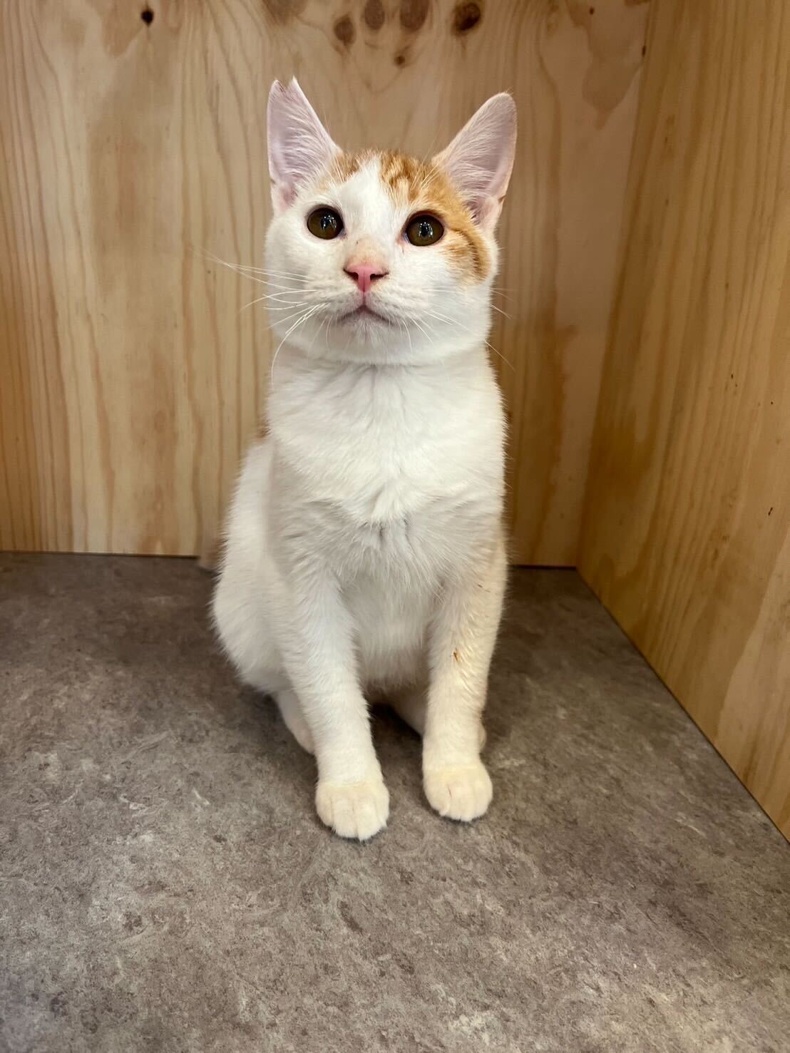 優しくて控えめ男子！