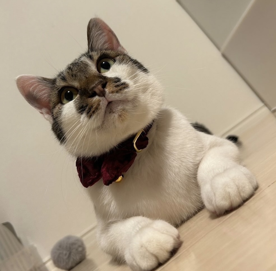 おっしー里親様決定♡!!