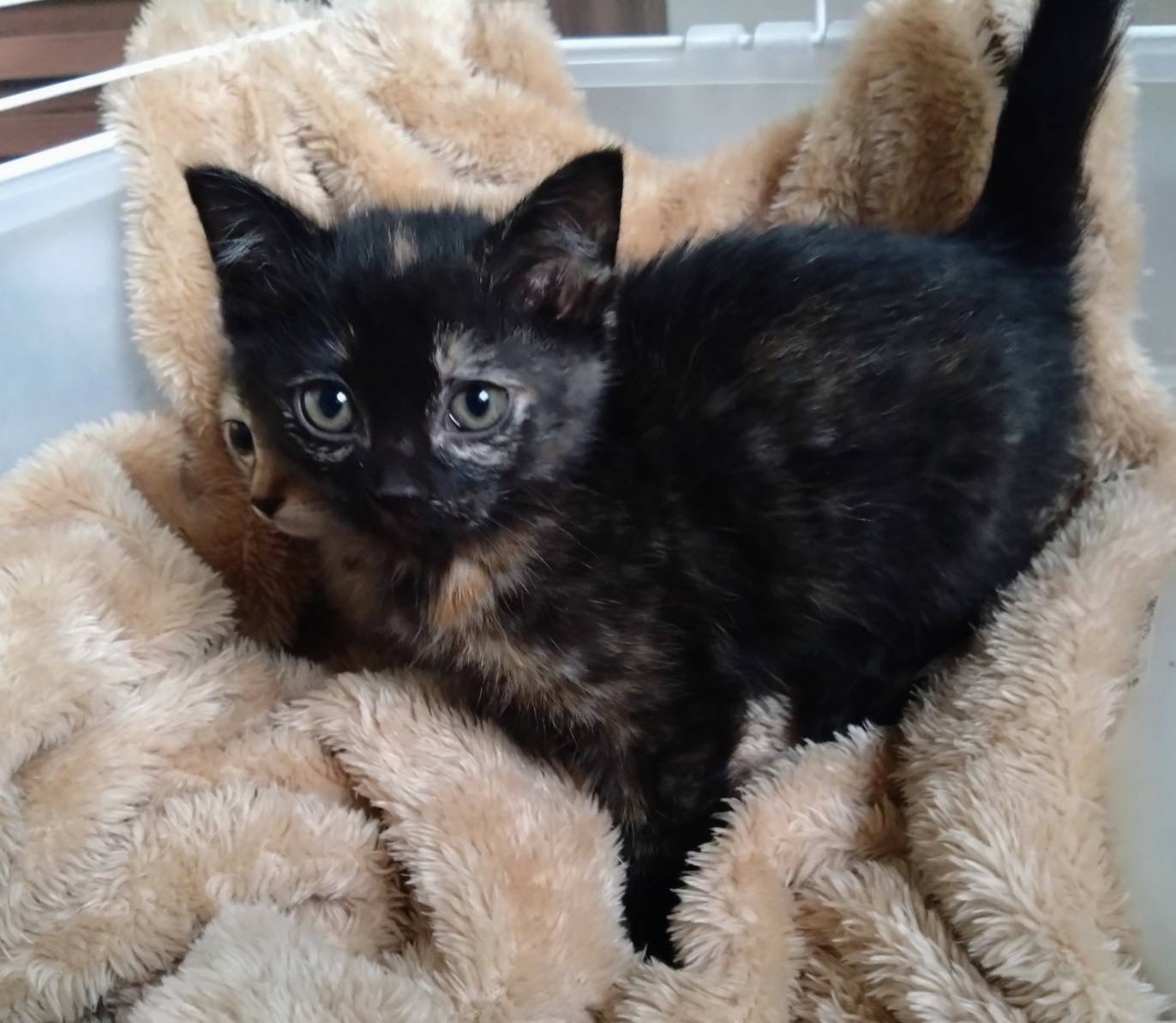 4ヶ月のかわいい女の子「パティちゃん」