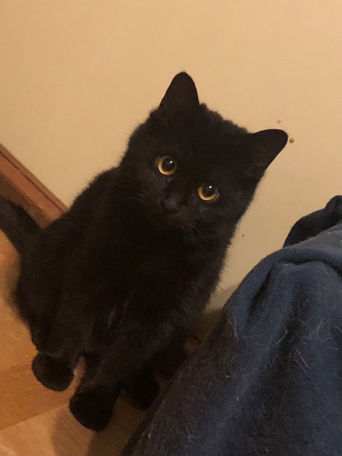 生後8ヶ月前後の幼猫（女の子）