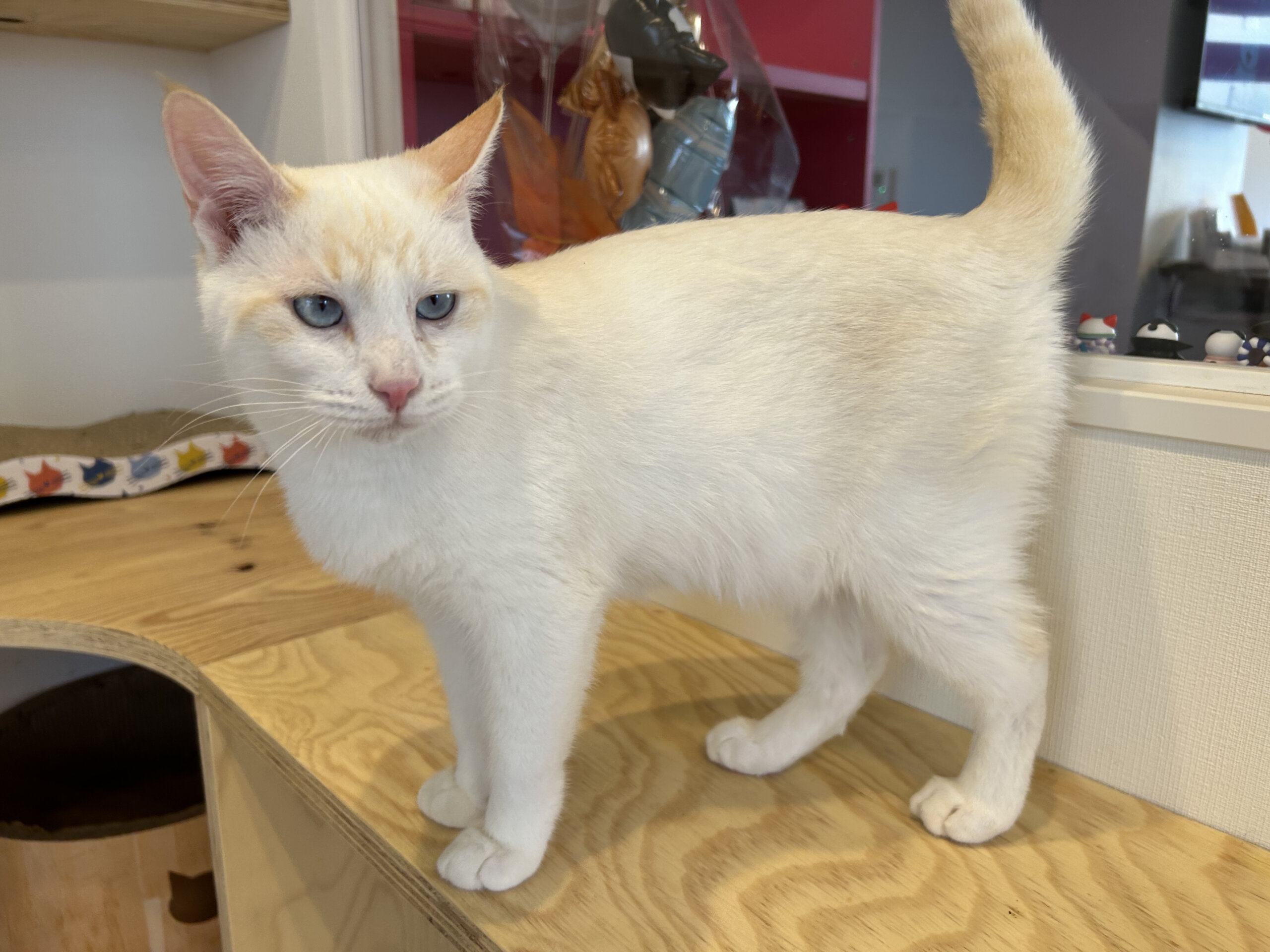 おっとりなっつこい男の子！