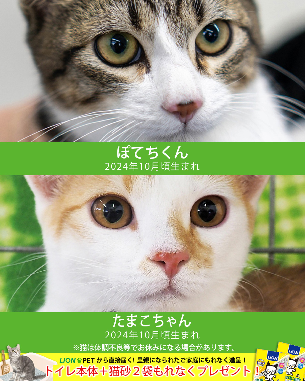 チビねこ含む24匹の譲渡会★みよし市