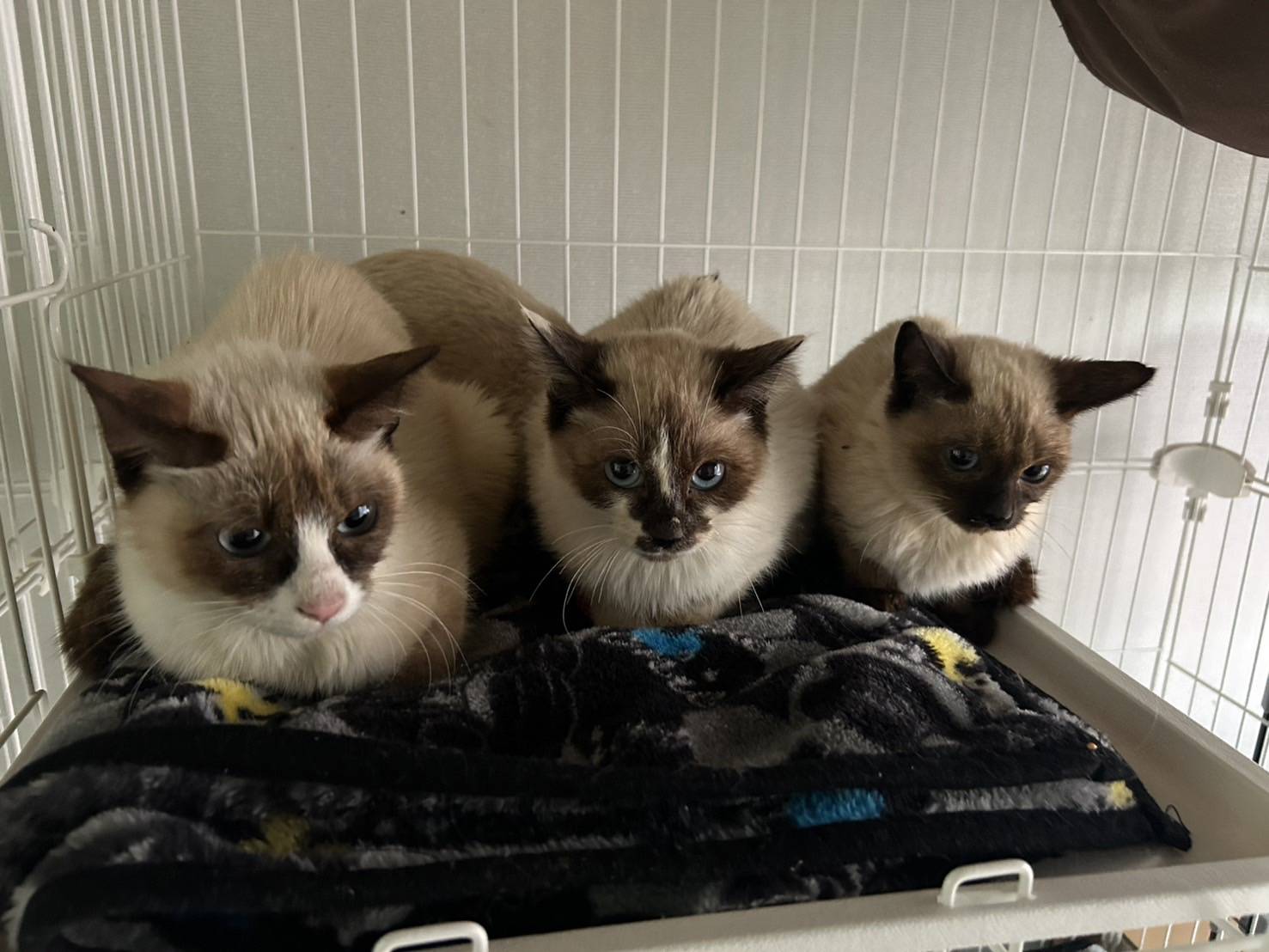 in岡崎市☆保護猫達をオウチに迎えよう☆2025年2月24日（祝）～ 非営利団体「ちーむ にゃいんず」