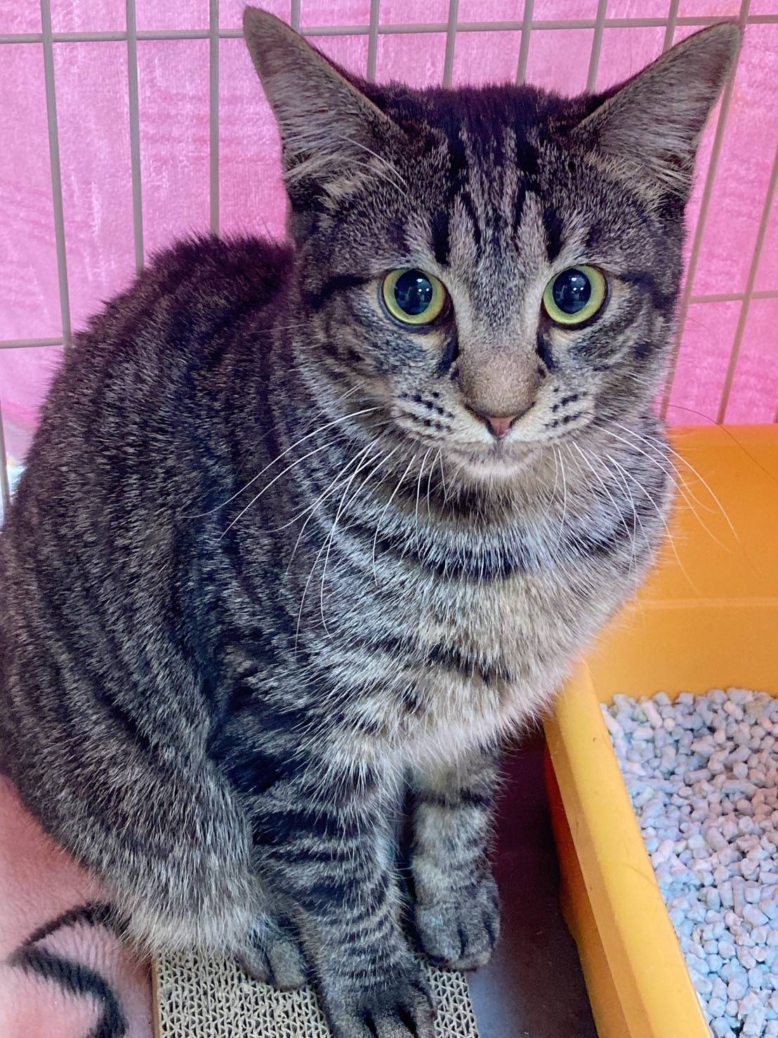 in岡崎市☆保護猫達の『ひニャ祭り！』☆2025年3月1日(土)～ 非営利団体「ちーむ にゃいんず」