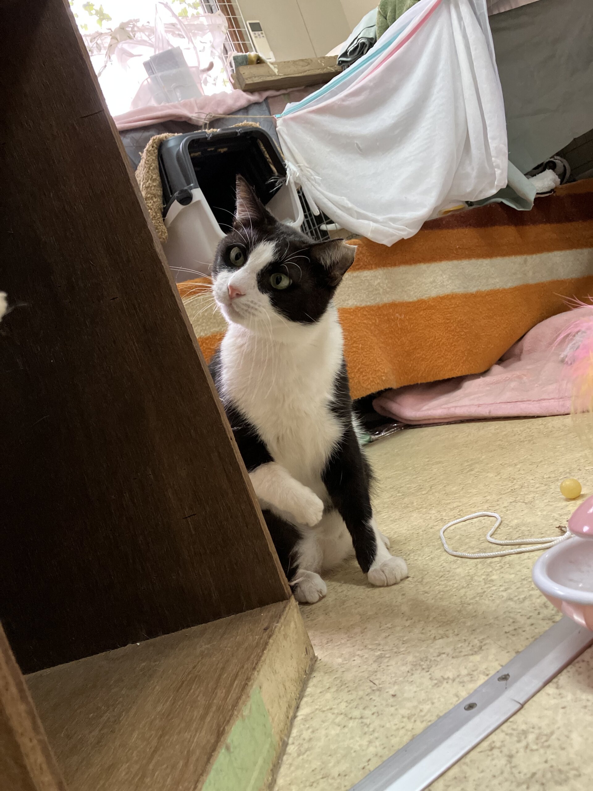 虜になっちゃう可愛いぽんくん