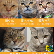 24匹の中猫成猫が家族探し★みよし市