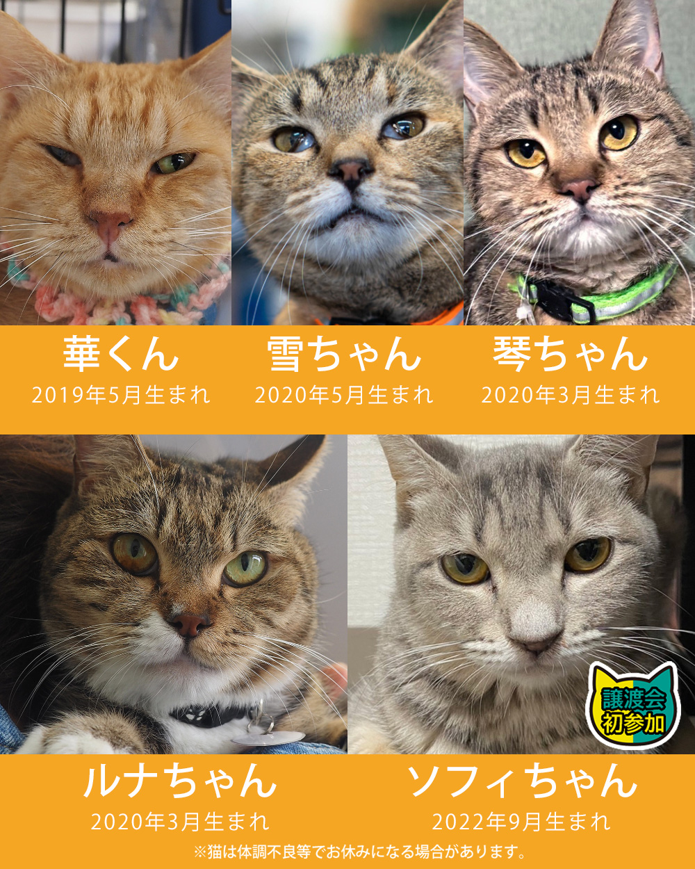 24匹の中猫成猫が家族探し★みよし市