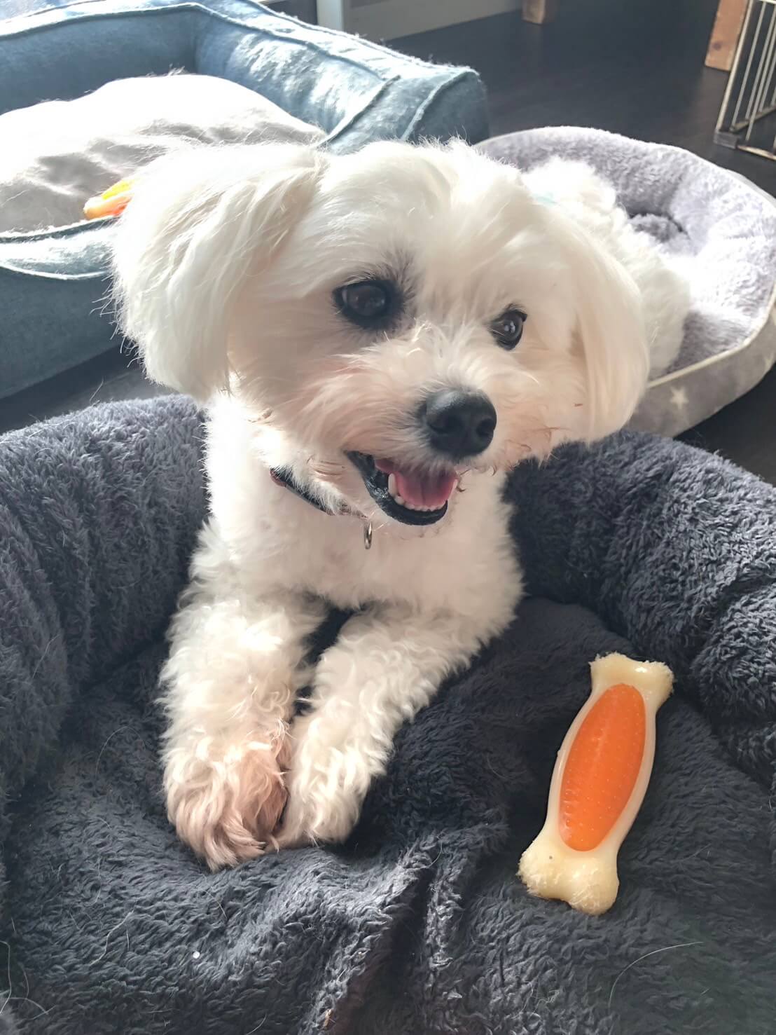 お散歩大好き元気いっぱいの男の子