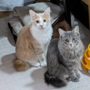 in春日井市☆サクラ祭り☆保護猫達を暖かいオウチに迎えよう☆2025年3月15日（土）～ 非営利団体「ちーむ にゃいんず」