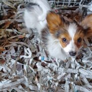 元気な子犬ちゃん