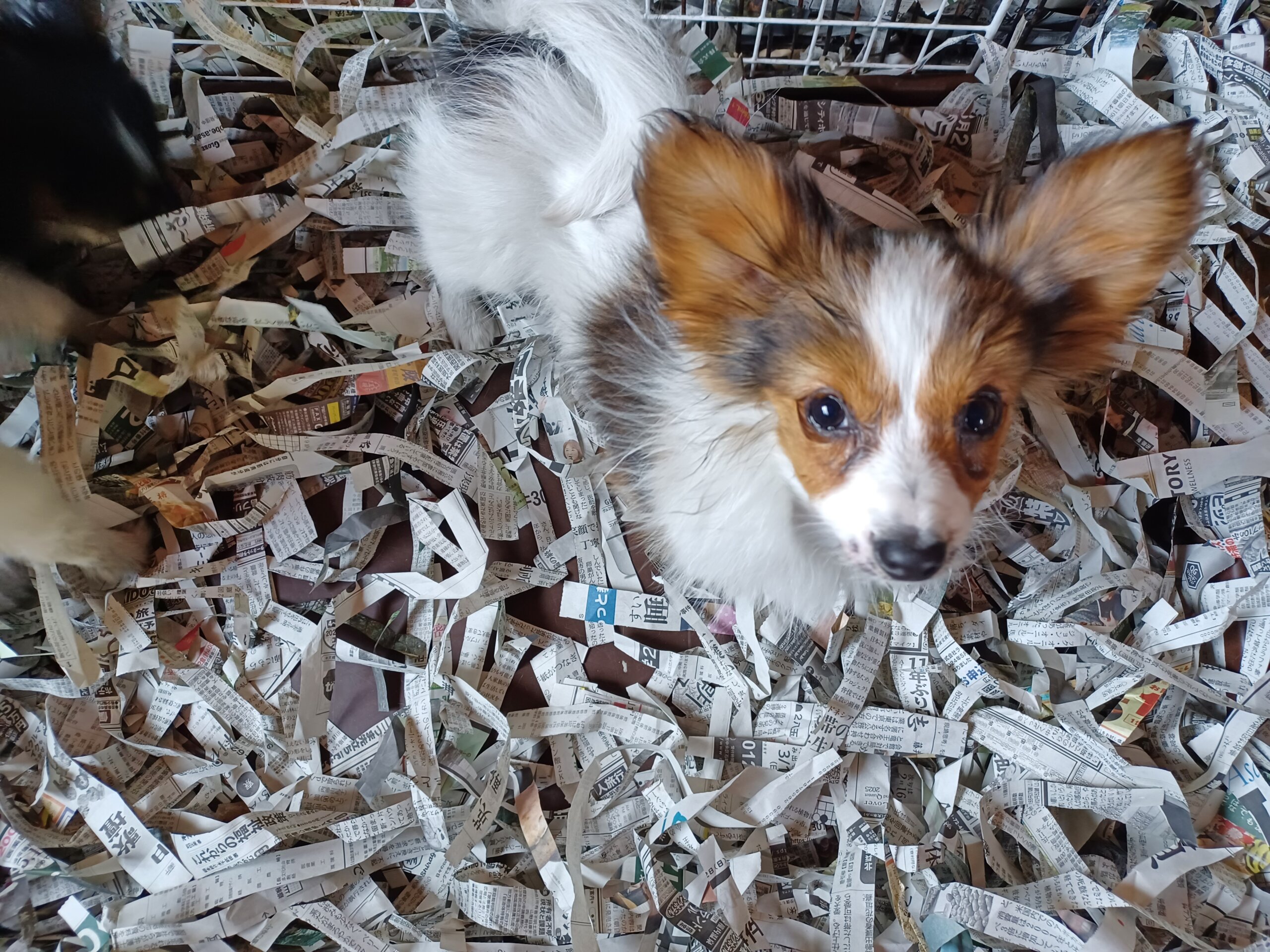 元気な子犬ちゃん