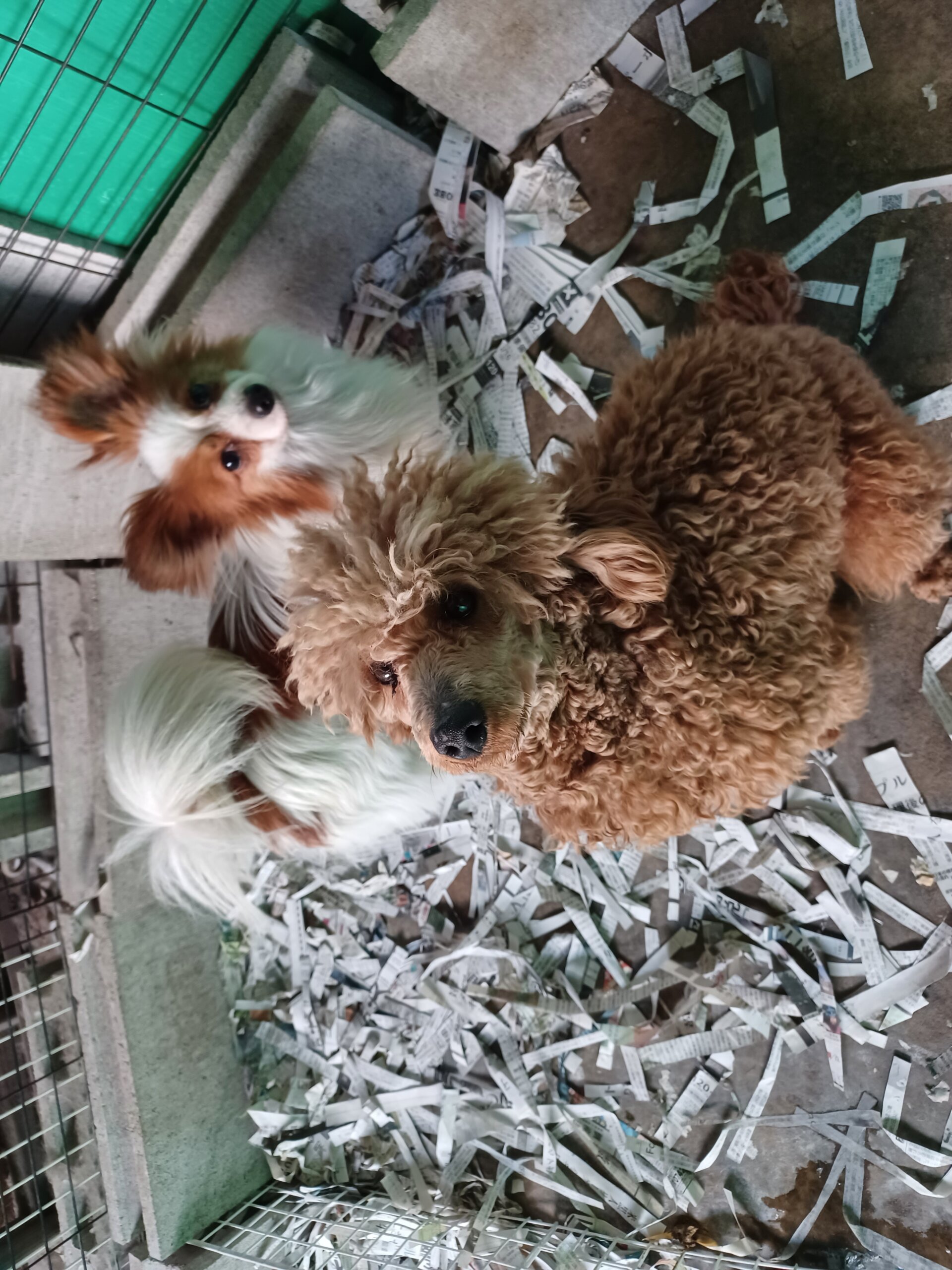 元気なプードルちゃん