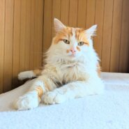 in岡崎市☆サクラ祭り☆保護猫達を暖かいオウチに迎えよう☆2025年3月30日(日)～ 非営利団体「ちーむ にゃいんず」